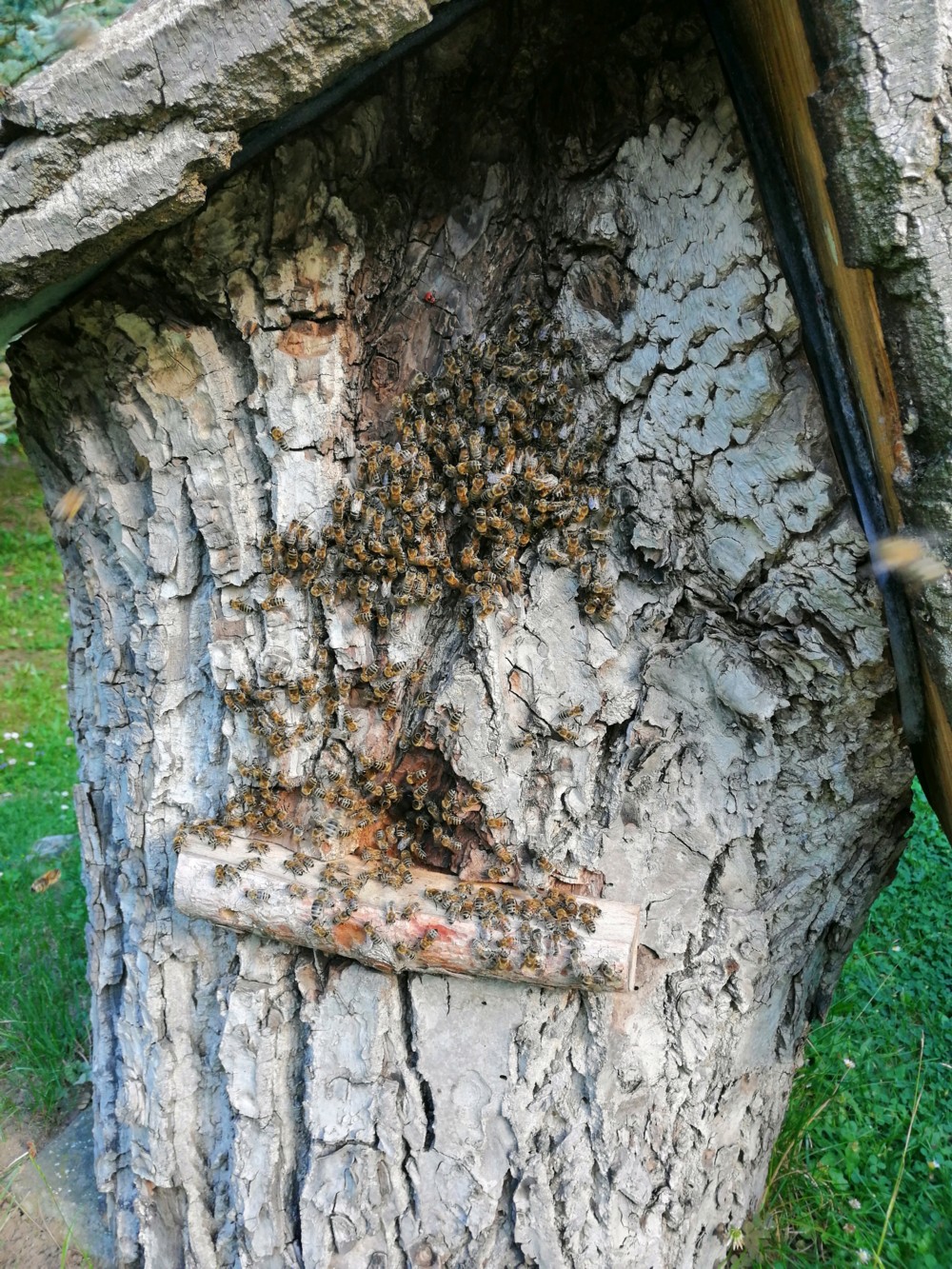 Baum-Beute mit Bienen
